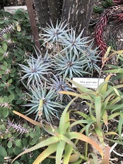 Aloe parvula