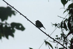 Mitrephanes phaeocercus