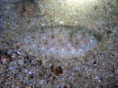 Aseraggodes lenisquamis