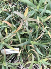 Aloe antandroi
