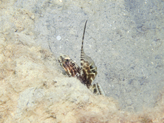 Smith's Shrimpgoby photo 4