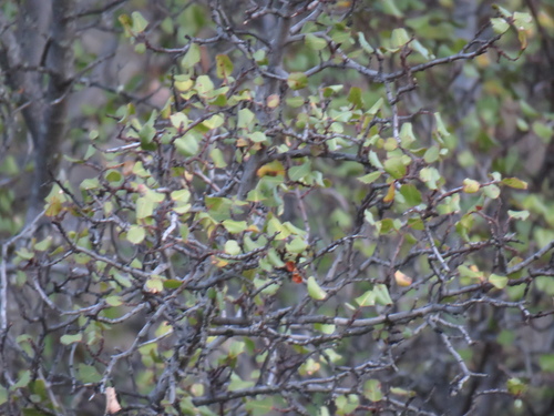 iNaturalist observation photo of hollyleaf redberry