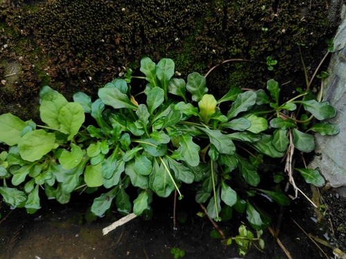 Ajuga pygmaea, photograph 1