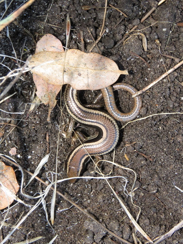 iNaturalist observation photo of Western Skink