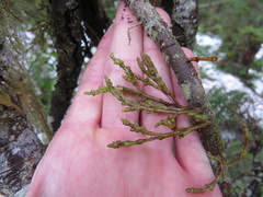 Arceuthobium tsugense tsugense