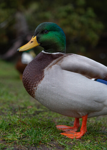 Duck