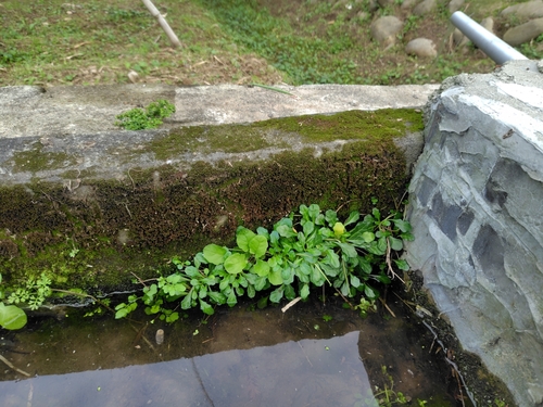 Ajuga pygmaea, photograph 2