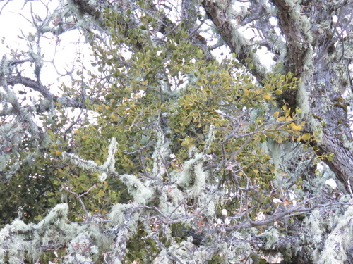 iNaturalist observation photo of oak mistletoe
