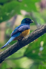 Black-Throated Trogon photo 4