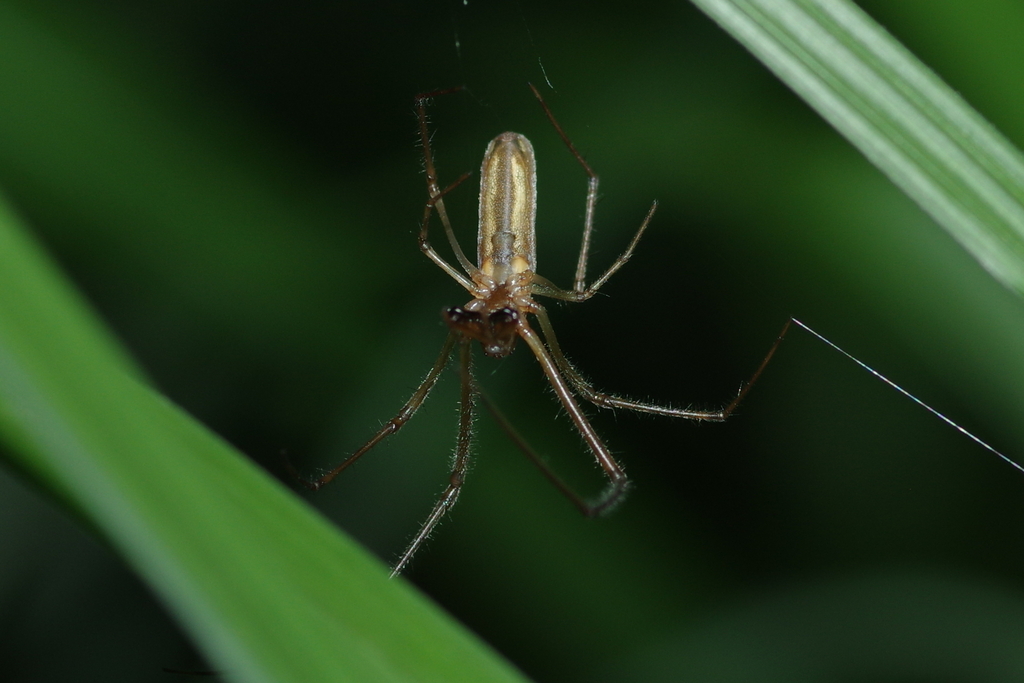 Spider Strand Common Stretch Spider from 中国上海市浦东新区后滩周家渡 邮政编码: 200126 on July 24, 2025 ...
