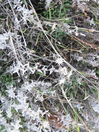 iNaturalist observation photo of False Goldenasters