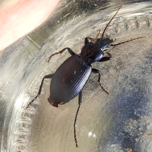 Laemostenus alpinus