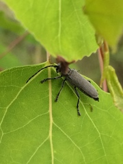 Saperda inornata