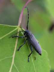 Saperda inornata