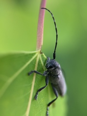 Saperda inornata