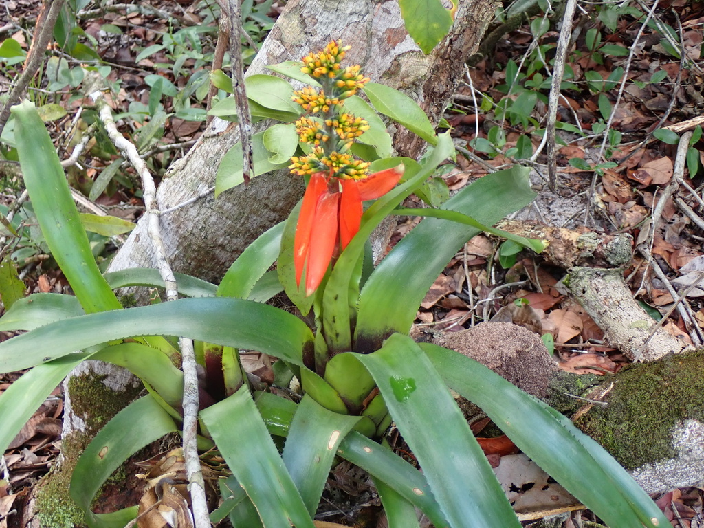 Aechmea mertensii; photograph author not stated, no rights reserved