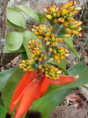Aechmea mertensii, photograph author not stated, no rights reserved