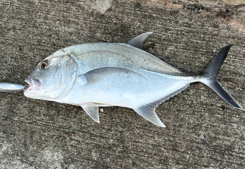 Giant Trevally