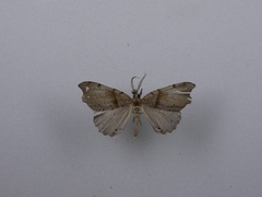 Chalastra pellurgata