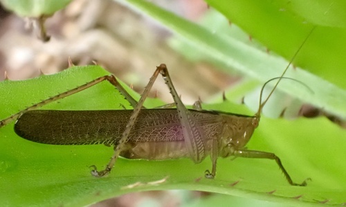Subria grandis
