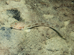 Orange-Spot Mudgoby photo 2