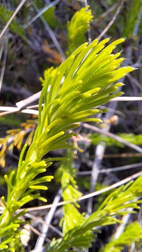 Gland Flower (Adenanthos terminalis)
