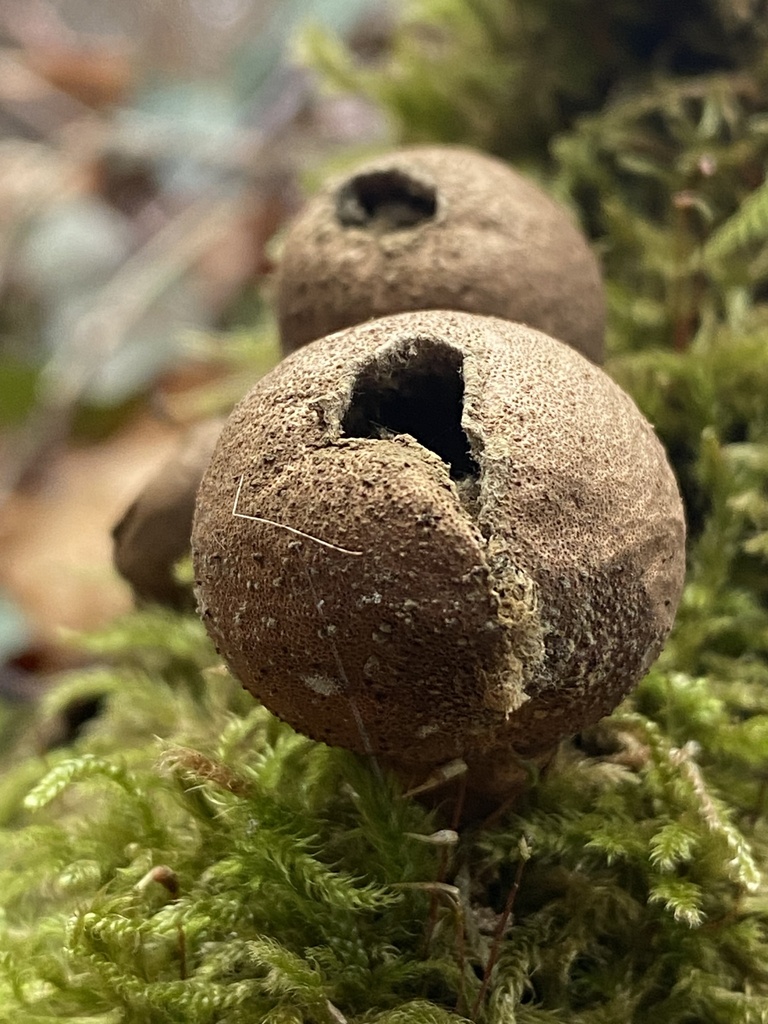 Apioperdon pyriforme · December 2025 · photo: © florajenensis (iNaturalist, cc-by)