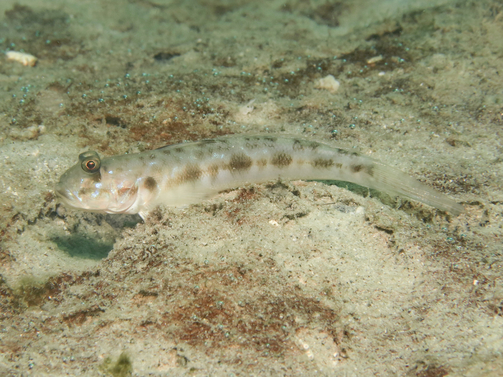 Orange-Spot Mudgoby