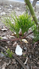 Psilotum nudum