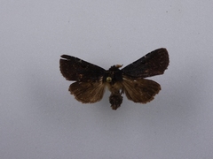 Austramathes purpurea