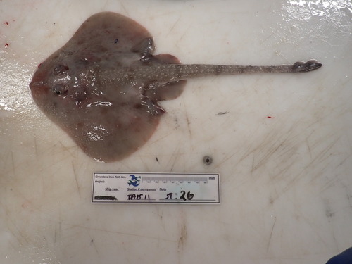 Round skate (Rajella fyllae) — Rajidae