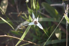 Rhynchospora consanguinea