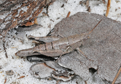 Melanoplus sebringi