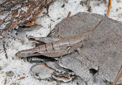 Melanoplus tequestae