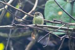Lophotriccus vitiosus