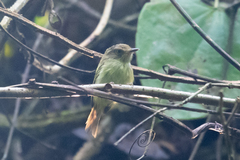 Lophotriccus vitiosus