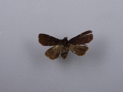 Austramathes purpurea