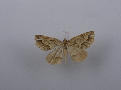 Ischalis variabilis