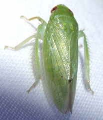 Krisnini