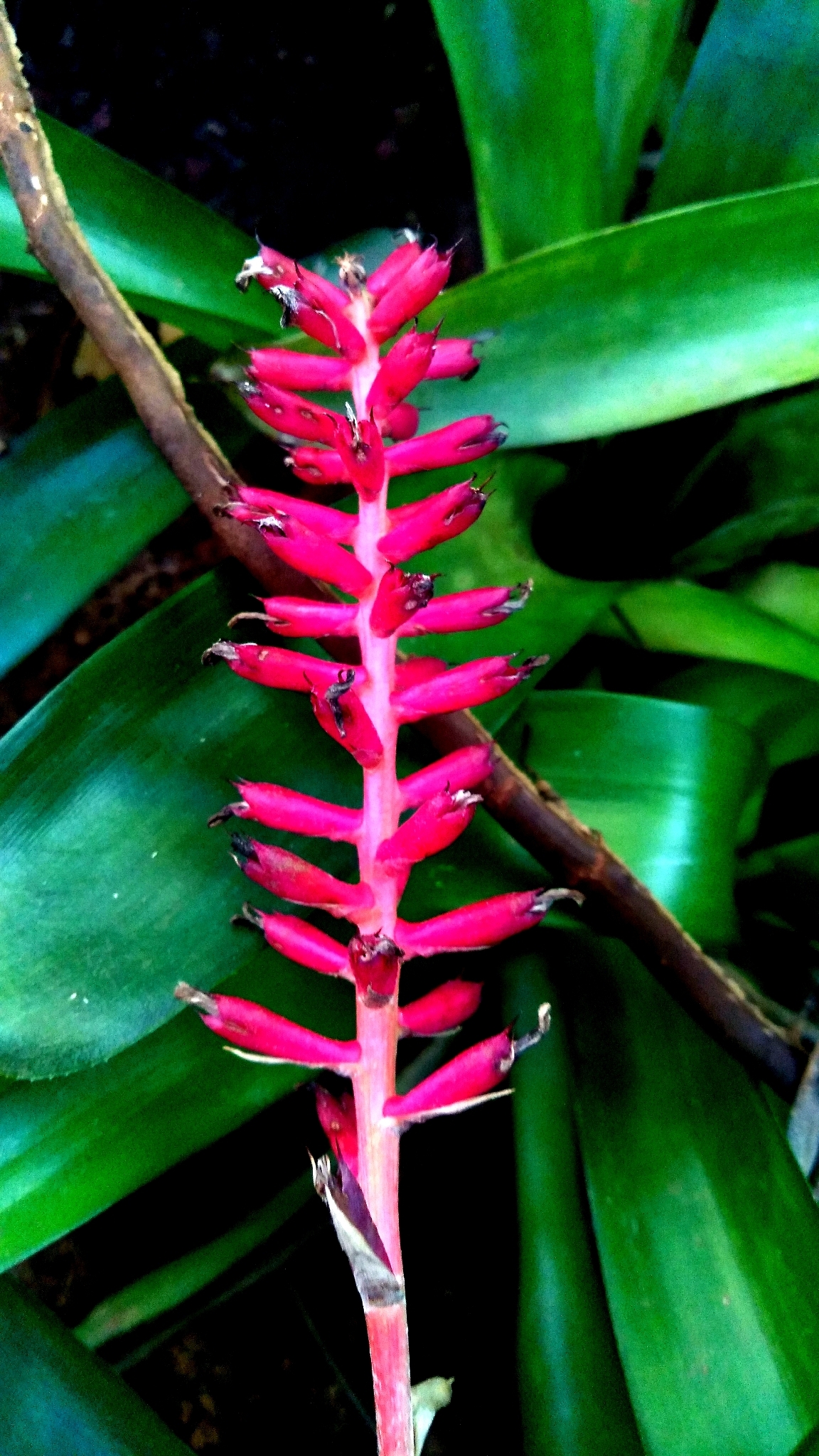 Aechmea Gamosepala (Aechmea gamosepala)