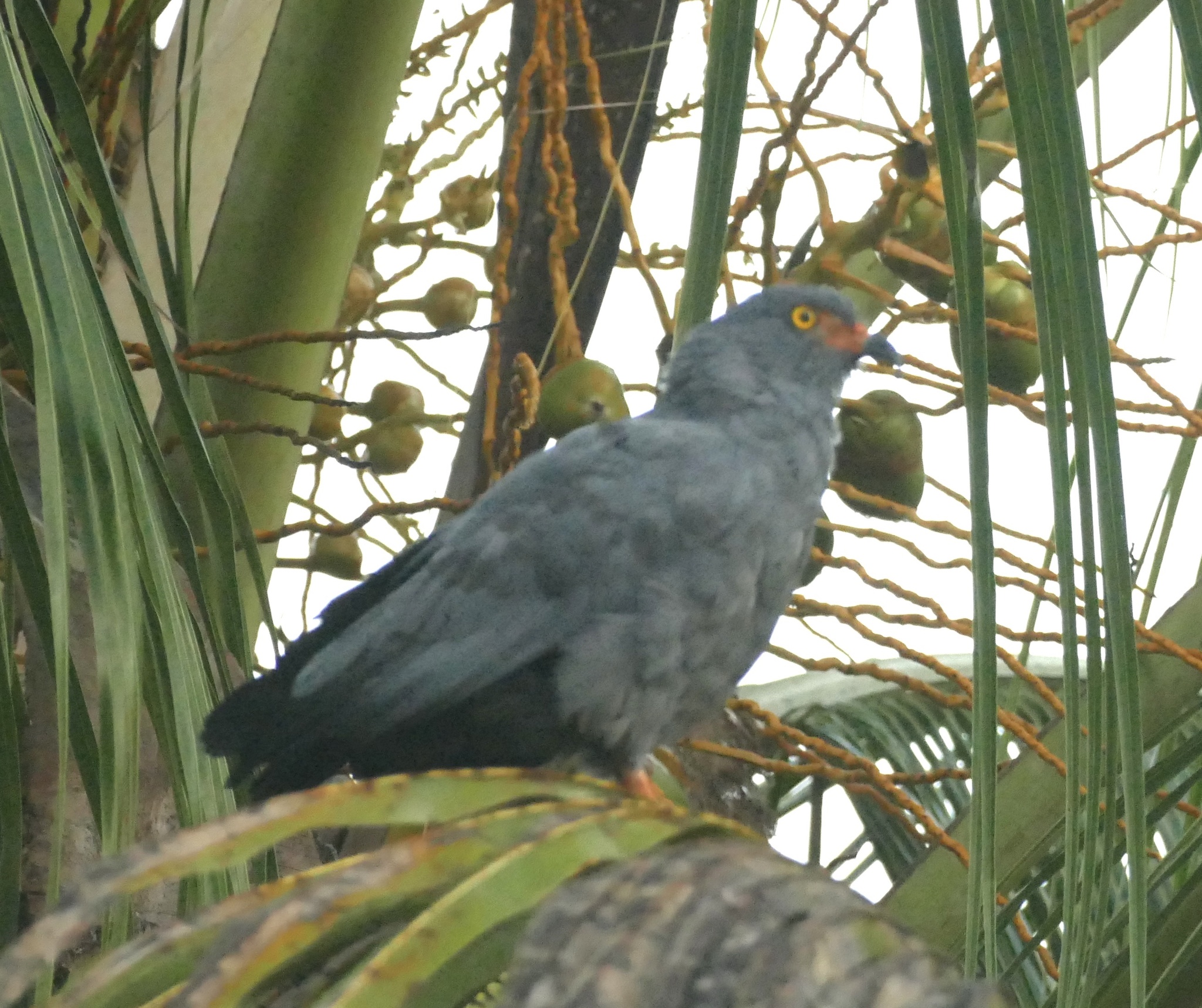 Slender-billed Kite (Helicolestes hamatus), photo 2