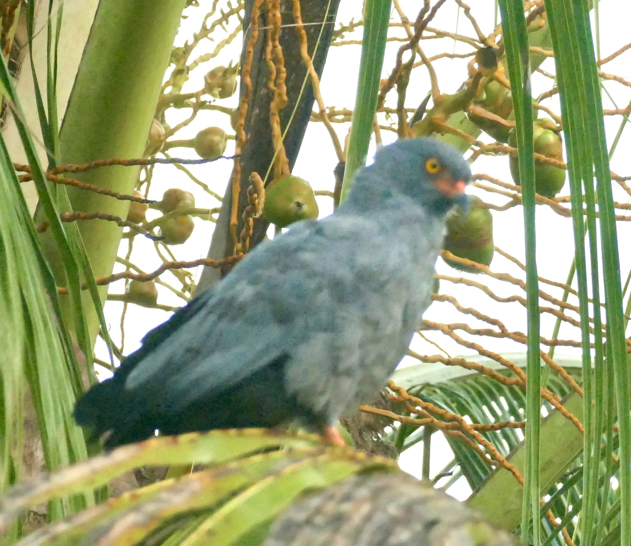 Slender-billed Kite (Helicolestes hamatus), photo 3