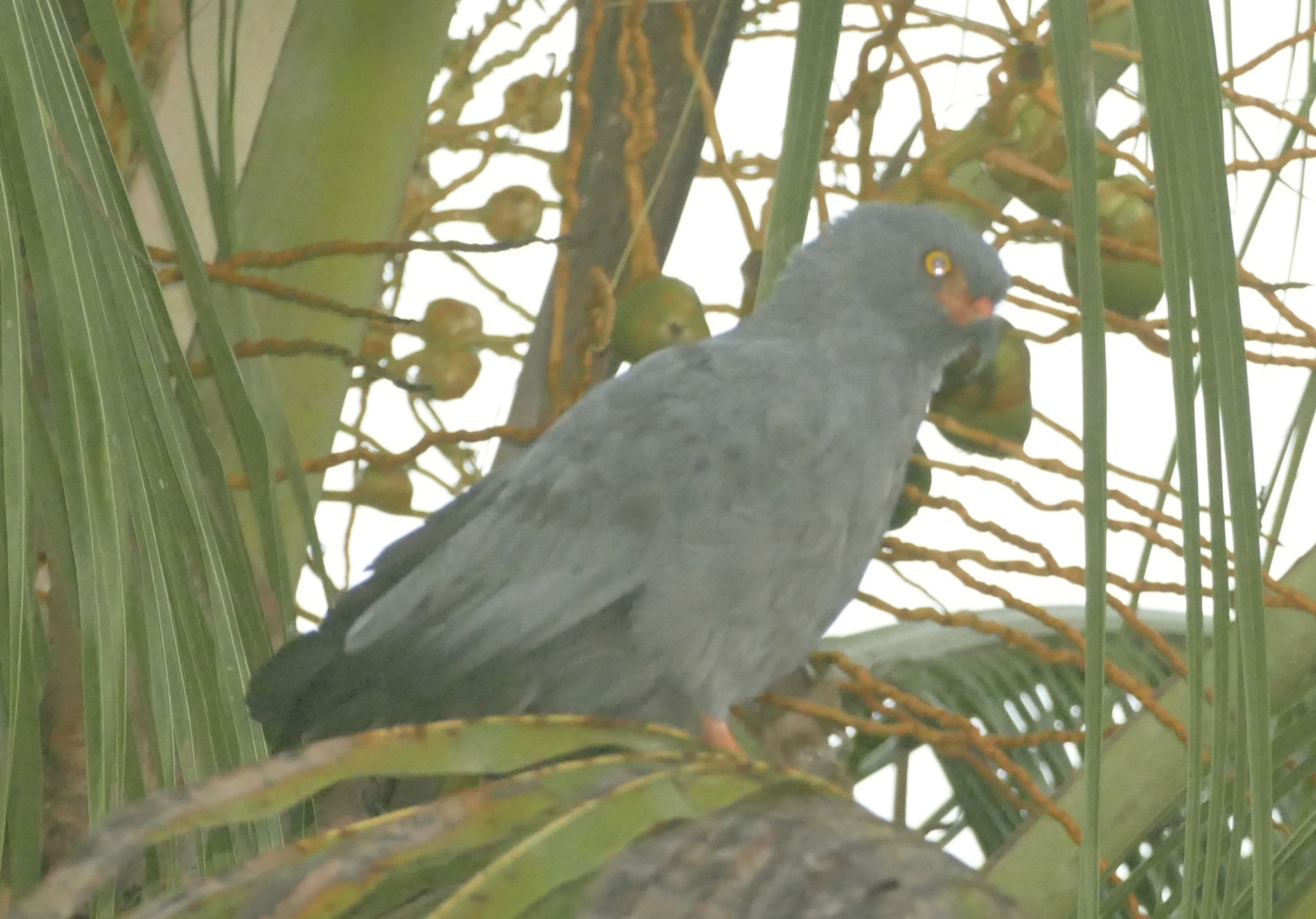 Slender-billed Kite (Helicolestes hamatus), photo 4