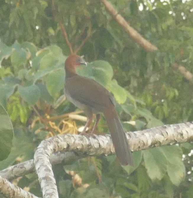 Little Chachalaca (Ortalis motmot), photo 2