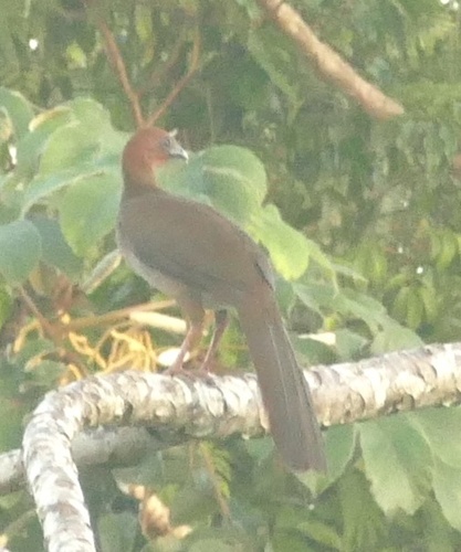 Little Chachalaca (Ortalis motmot)