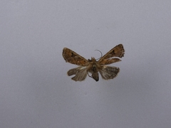 Meterana inchoata