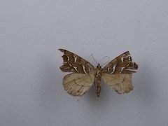 Chalastra aristarcha