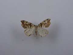 Chalastra pellurgata