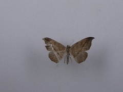 Sarisa muriferata