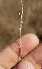 Eragrostis atrovirens